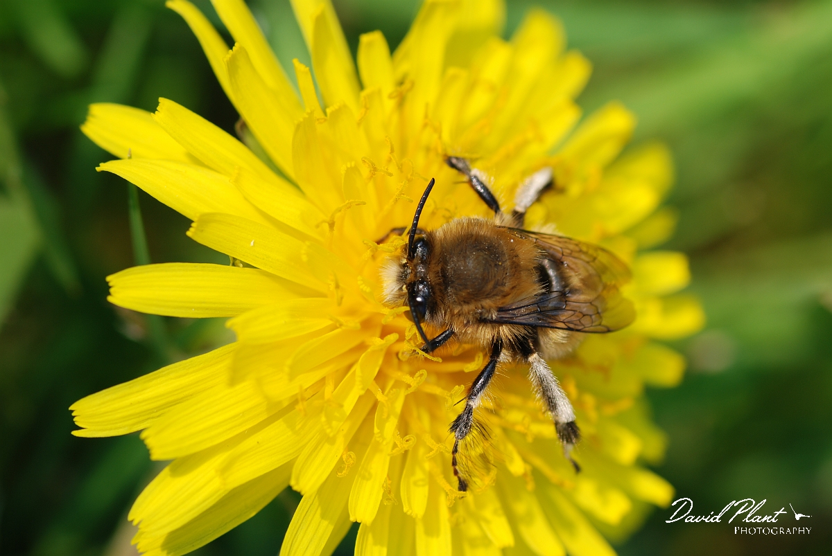 David Plant Photography - Wildlife Photographer - Anthophora plumipes male.JPG - Hairy-footed flower bee, Anthophora plumipes - Cotswolds